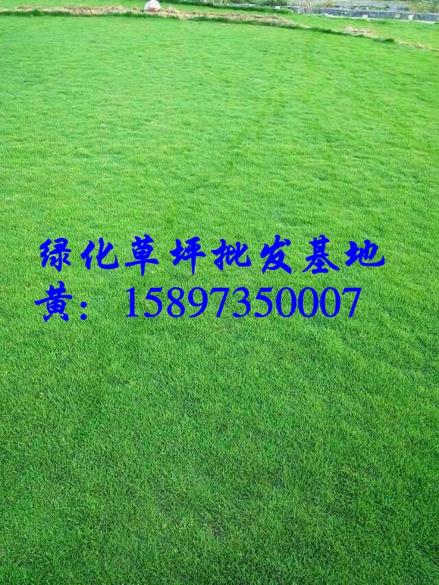 广东台湾青草皮=广东绿化草皮=台湾青草皮价格