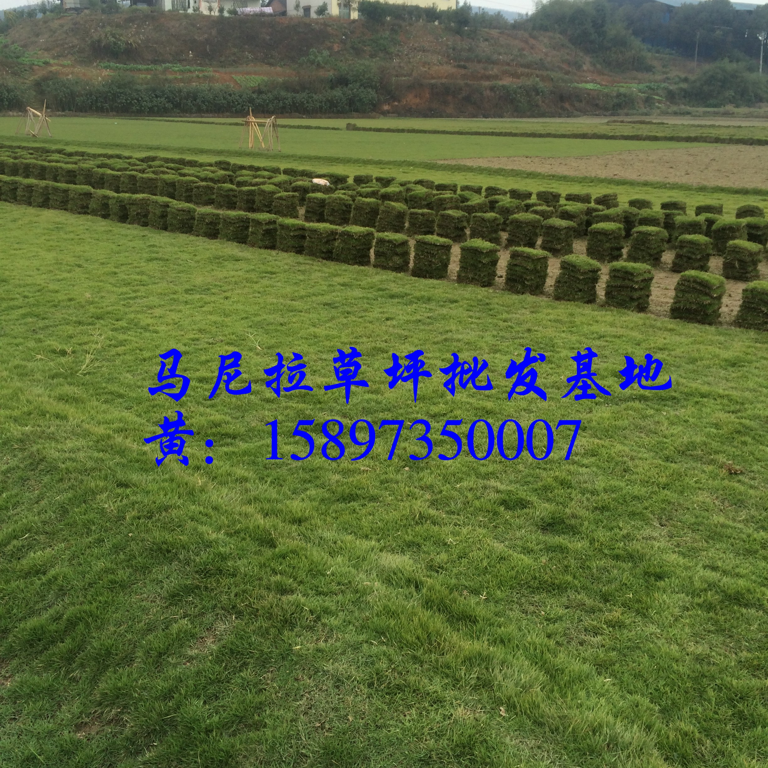 贵州马尼拉草皮=贵州绿化草皮价格
